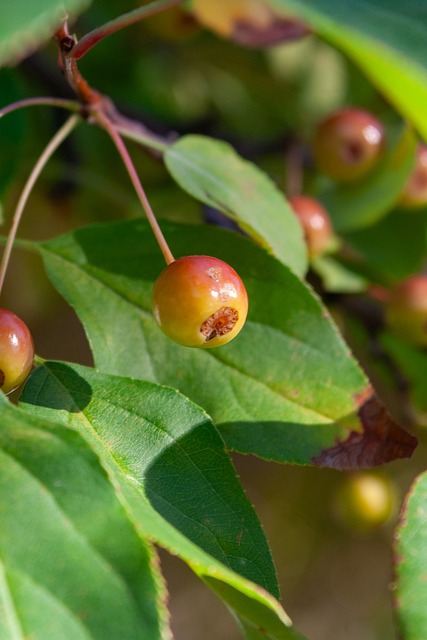 欧洲杯各参 欧洲杯各参